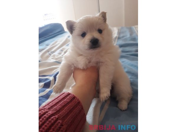 Nemački mali &scaron;pic &scaron;tenci