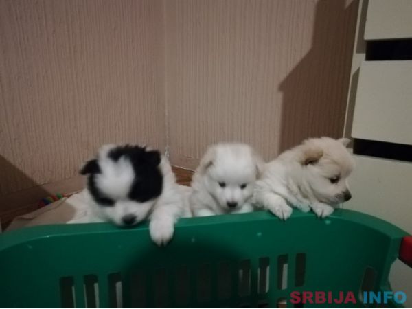 Nemački mali &scaron;pic &scaron;tenci