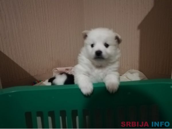 Nemački mali &scaron;pic &scaron;tenci