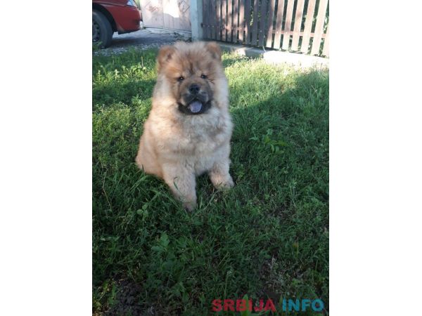 Čau čau &scaron;tenci