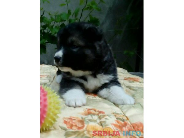 Američka akita &scaron;tenci