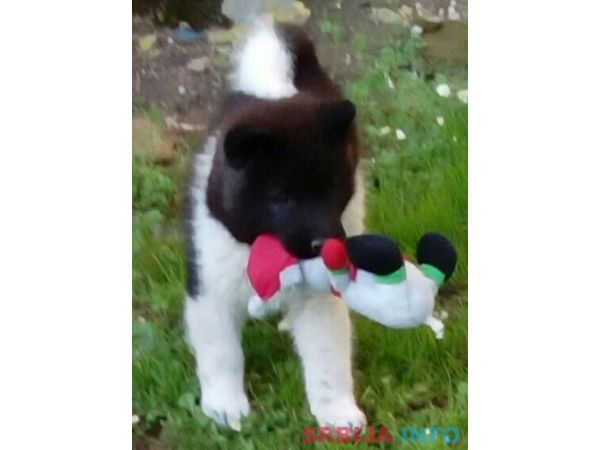 Američka akita &scaron;tenci