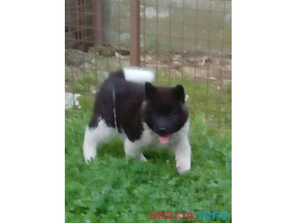Američka akita &scaron;tenci