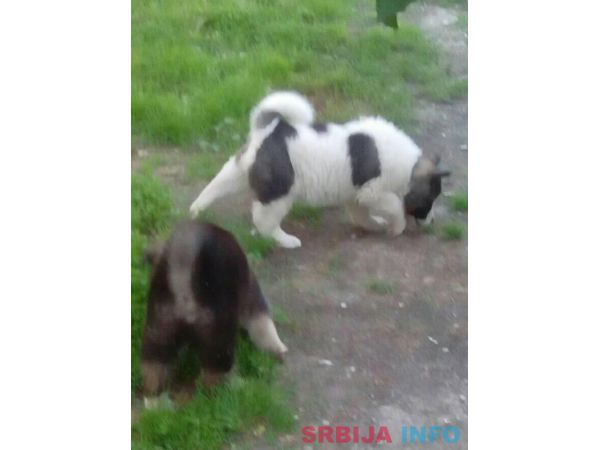 Američka akita &scaron;tenci