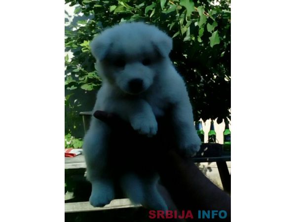 Američka akita &scaron;tenci