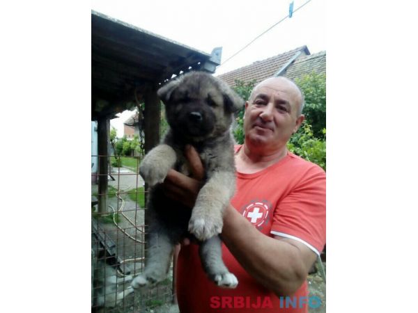 Američka akita &scaron;tenci