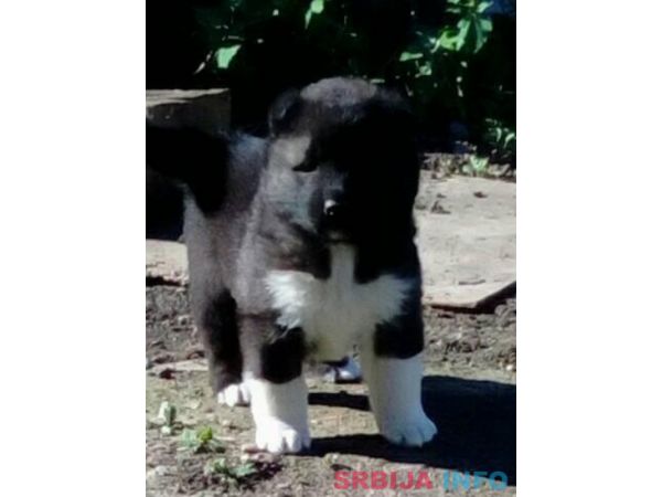 Američka akita &scaron;tenci