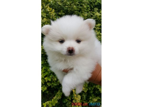 Pomeranac &scaron;tenci