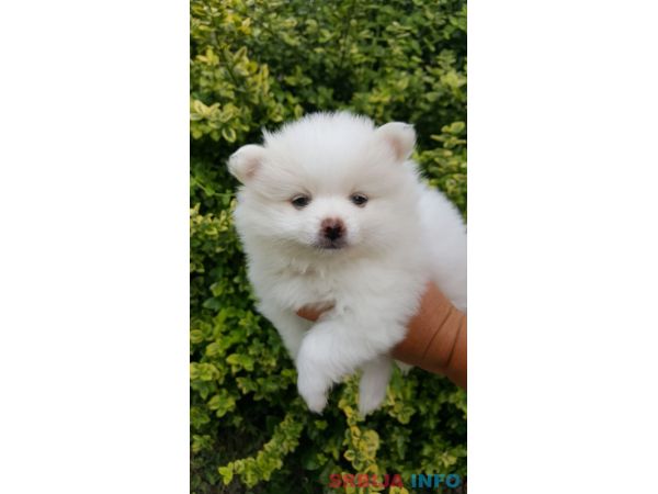 Pomeranac &scaron;tenci