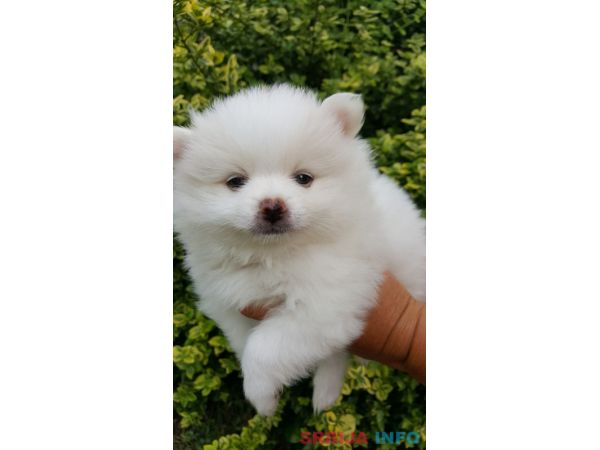 Pomeranac &scaron;tenci