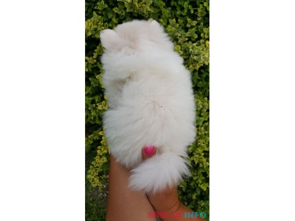 Pomeranac &scaron;tenci