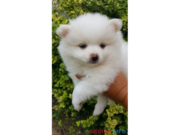 Pomeranac &scaron;tenci