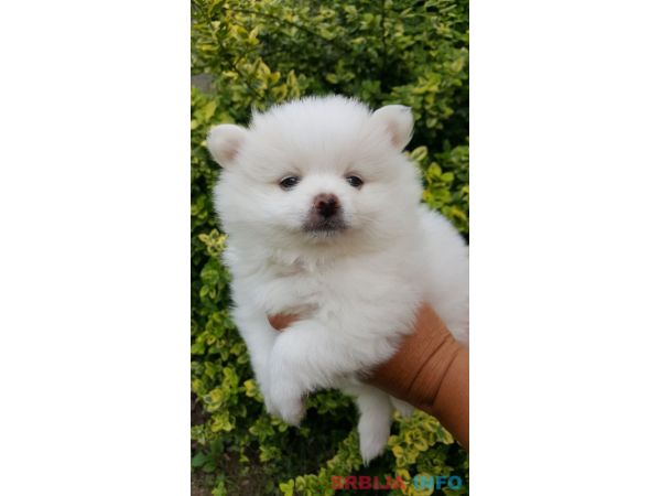 Pomeranac &scaron;tenci