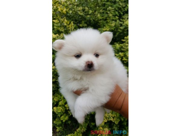 Pomeranac &scaron;tenci