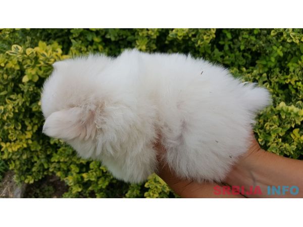 Pomeranac &scaron;tenci