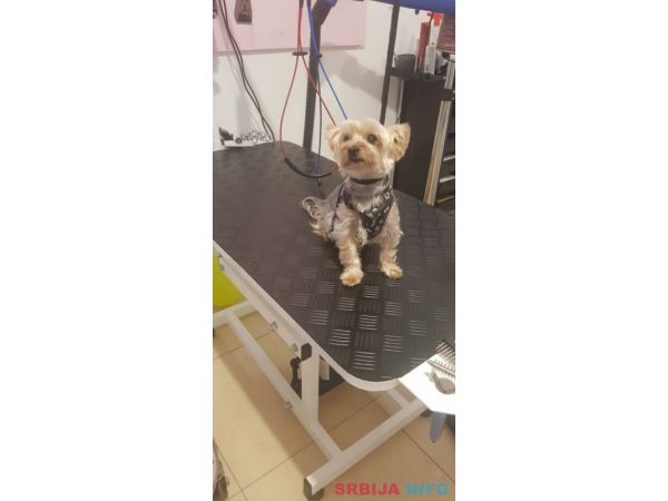 Salon za pse