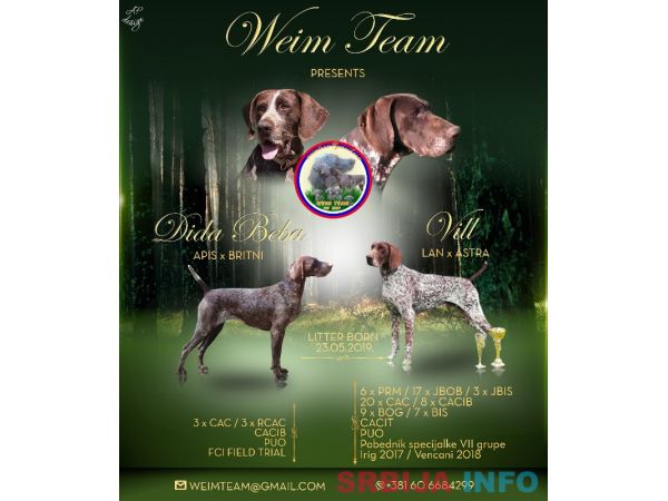 Nemački kratkodlaki ptičar