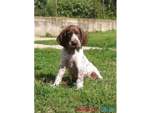 Nemački kratkodlaki ptičar