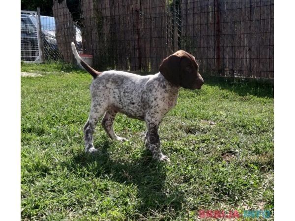 Nemački kratkodlaki ptičar