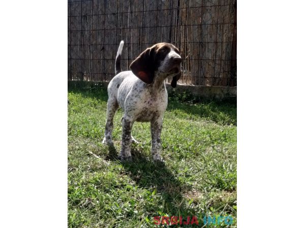 Nemački kratkodlaki ptičar