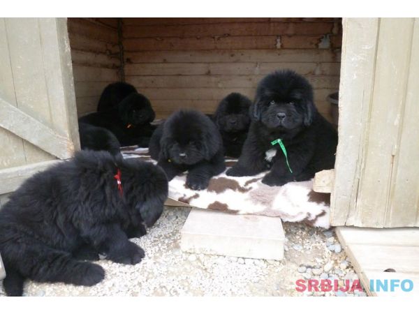 Njufaundlender i zlatni retriver stenci na prodaju 