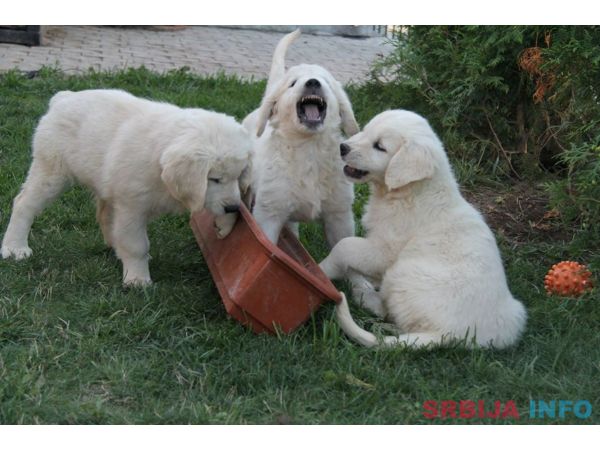 Njufaundlender i zlatni retriver stenci na prodaju 