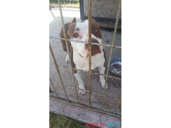 &Scaron;tenci Pit Bulla na prodaju Bulyson linija