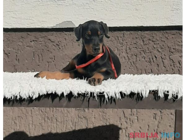 Doberman &scaron;tenci