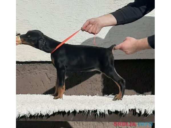 Doberman &scaron;tenci