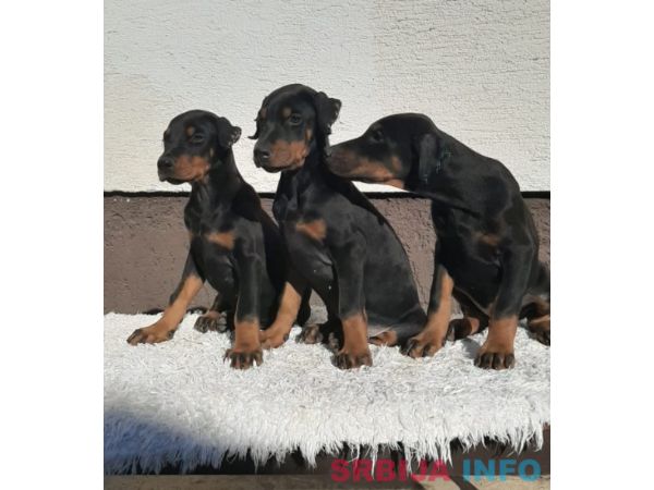 Doberman &scaron;tenci