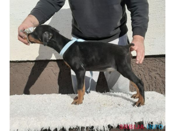 Doberman &scaron;tenci