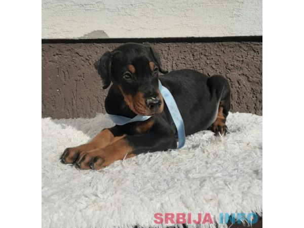 Doberman &scaron;tenci