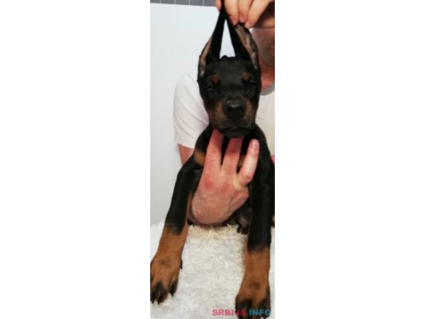 Doberman &scaron;tenci