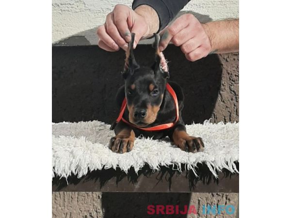 Doberman &scaron;tenci
