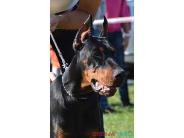 Doberman &scaron;tenci