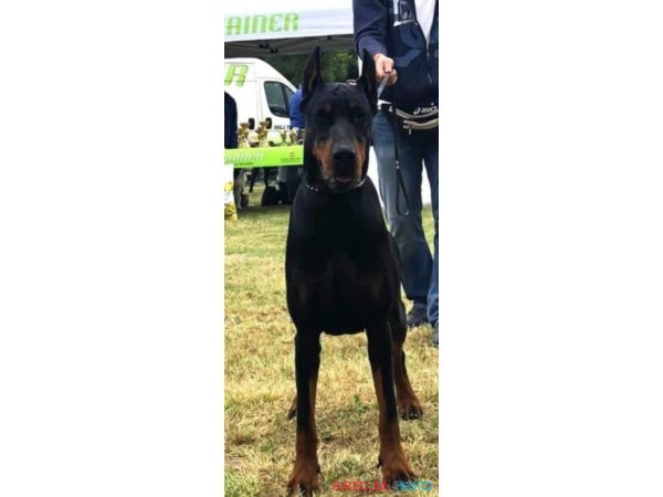 Doberman &scaron;tenci