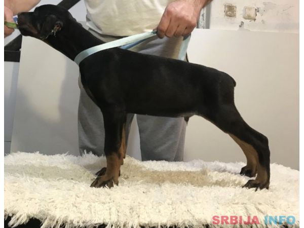 Doberman &scaron;tenci
