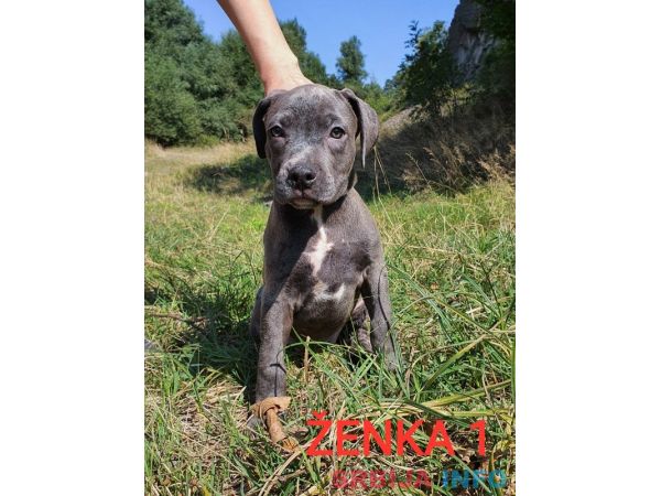 Stenci PIT BULL BLUE NOSE na prodaju