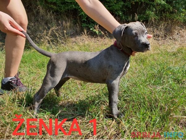 Stenci PIT BULL BLUE NOSE na prodaju