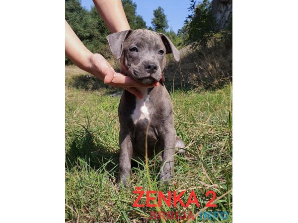 Stenci PIT BULL BLUE NOSE na prodaju