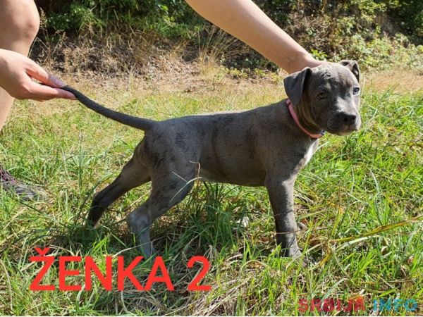 Stenci PIT BULL BLUE NOSE na prodaju