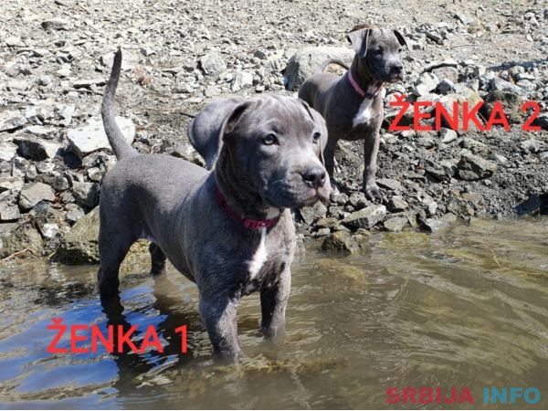 Stenci PIT BULL BLUE NOSE na prodaju