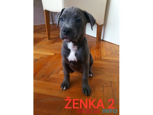Stenci PIT BULL BLUE NOSE na prodaju