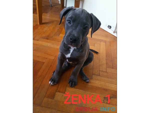 Stenci PIT BULL BLUE NOSE na prodaju