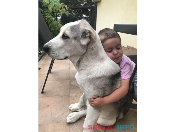 Poklanjam kuju Azijata