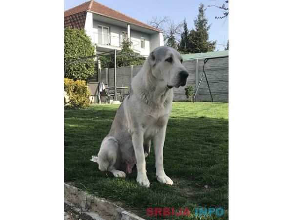 Poklanjam kuju Azijata