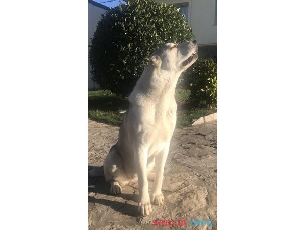 Poklanjam kuju Azijata