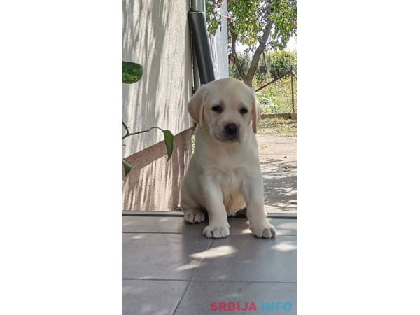 Stenci LABRADOR retrivera