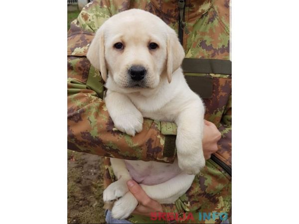 Stenci LABRADOR retrivera