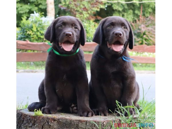 Labrador retriver čokoladno štene